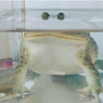 2021 festival zrušen